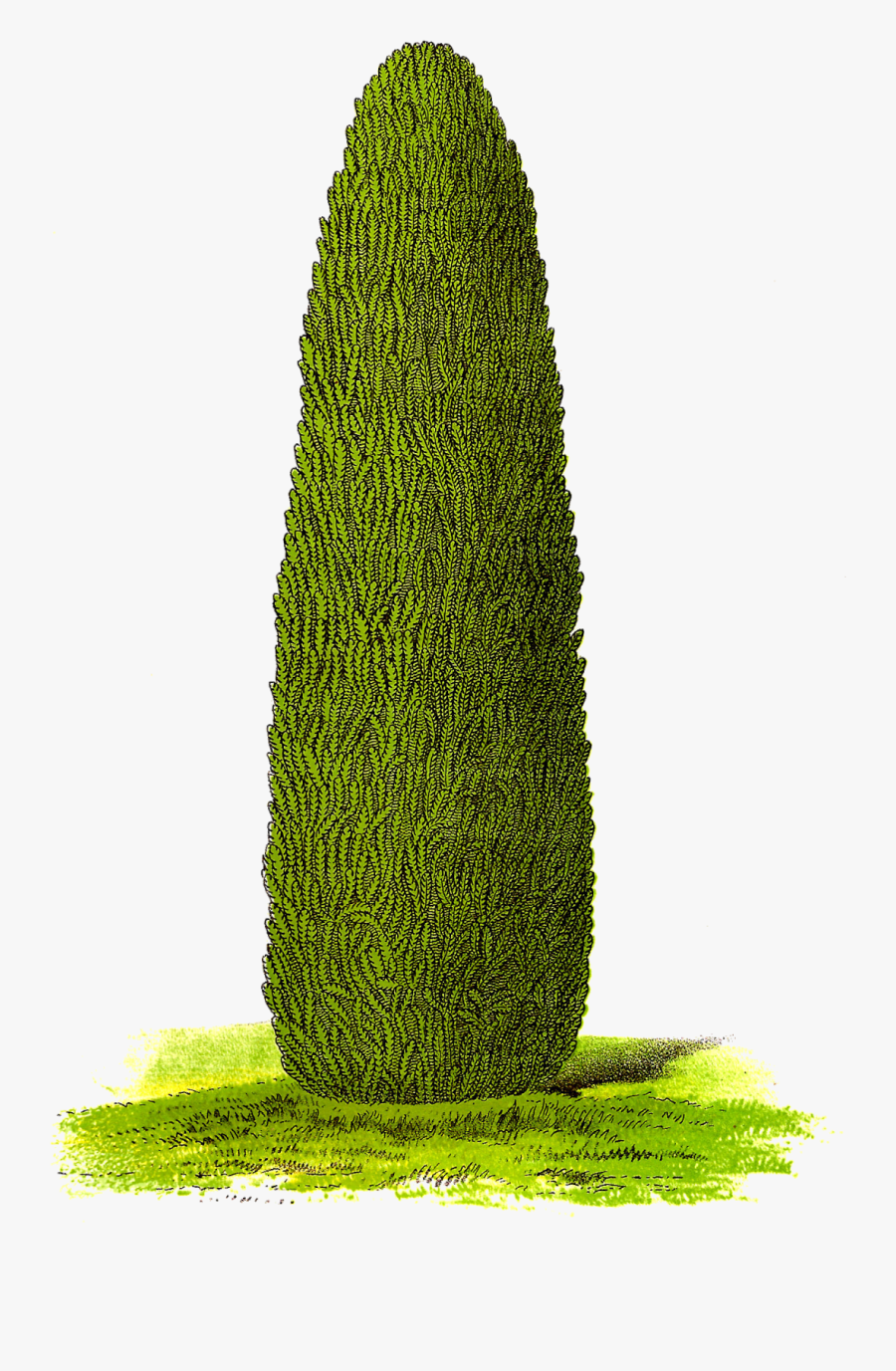 Tree Image Transfer Clipart Botanical Art Download - Clip Art, Transparent Clipart