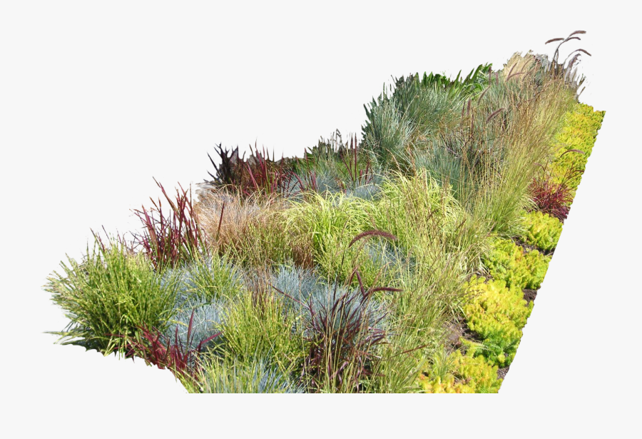 Garden Ideas Garden Design Landscaping Landscape Design - Vegetation Png, Transparent Clipart