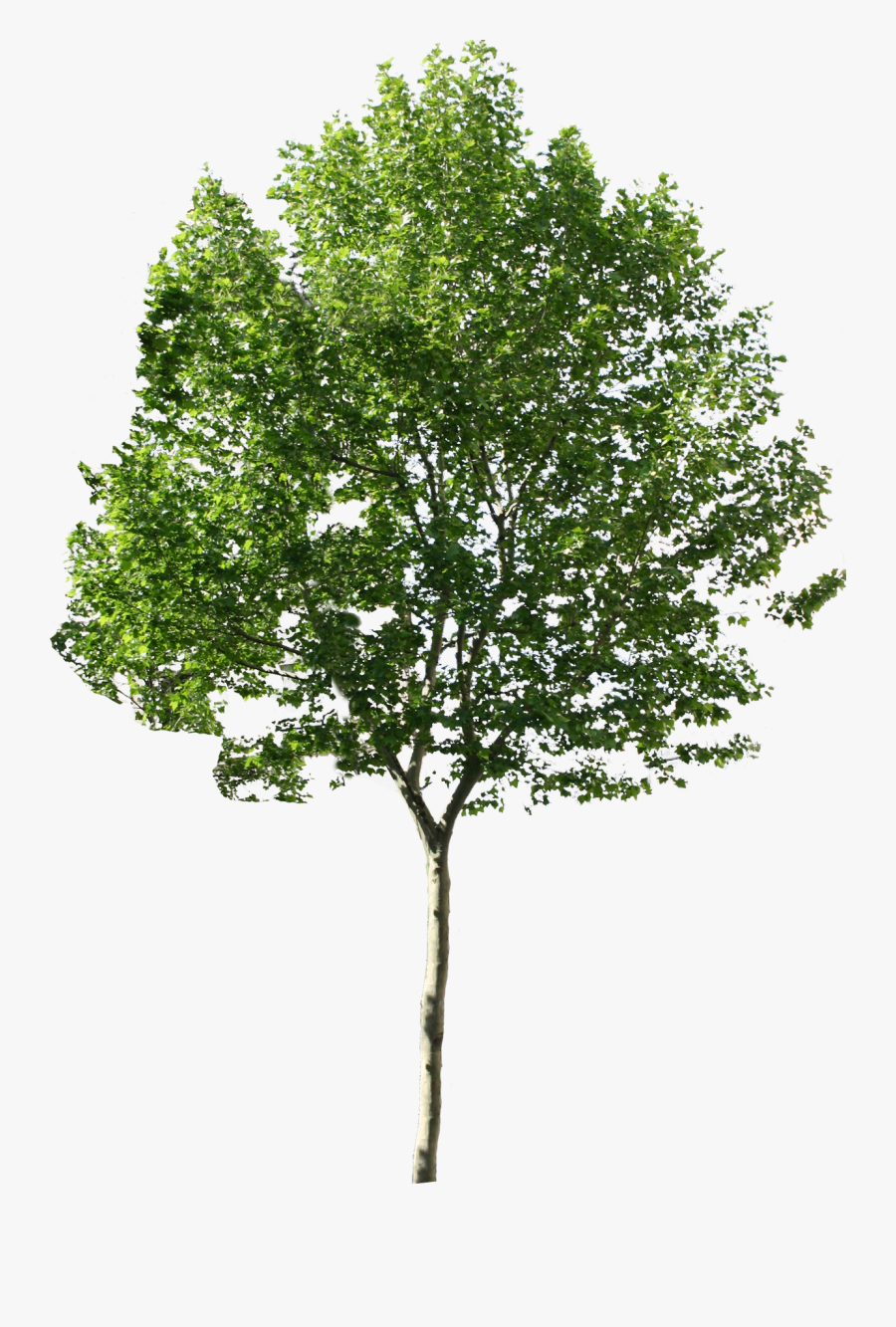 Png Tree - Plane Tree Png, Transparent Clipart
