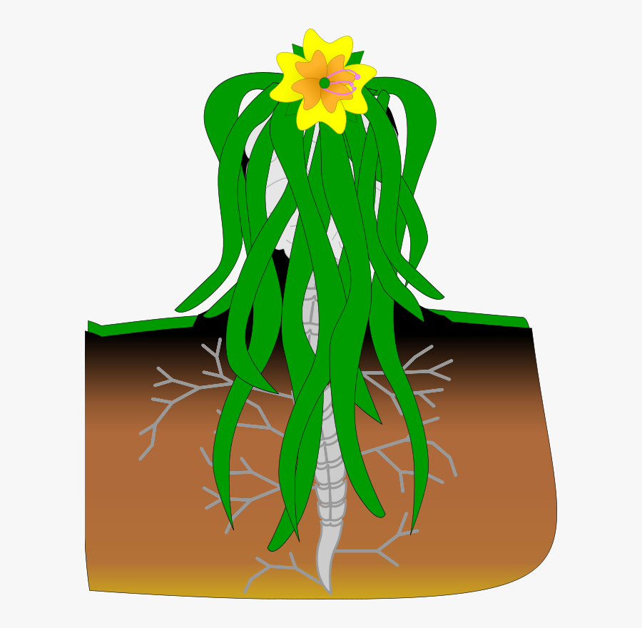 Plant,flora,leaf - Columna Vertebral De Las Plantas, Transparent Clipart
