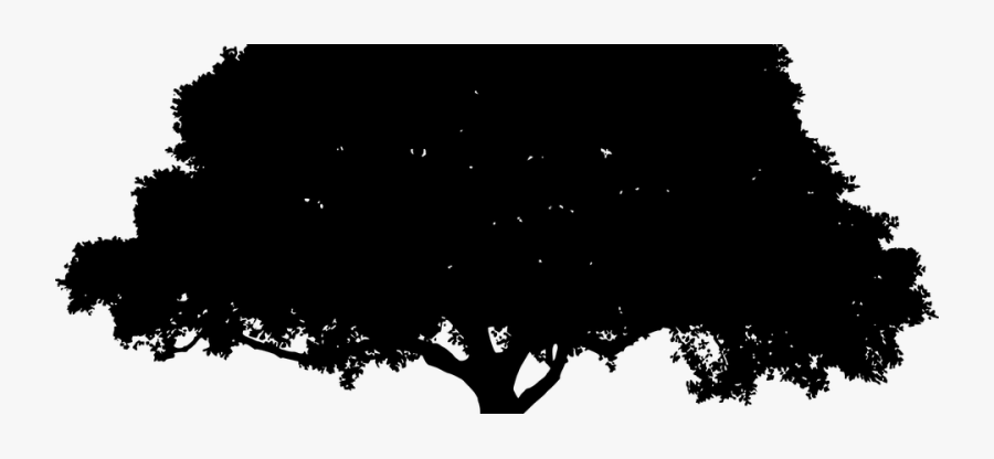 Oak Tree Silhouette Png, Transparent Clipart