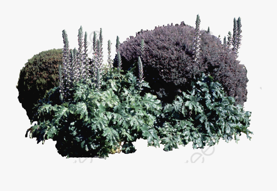 Landscape Design Holly Bush Daisy Purple Ball, Landscape - Landscape Architecture Bush, Transparent Clipart