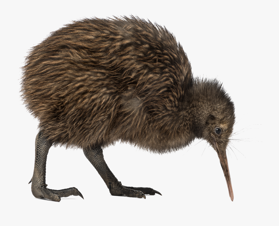 Png Image Mart - Kiwi Bird Png, Transparent Clipart
