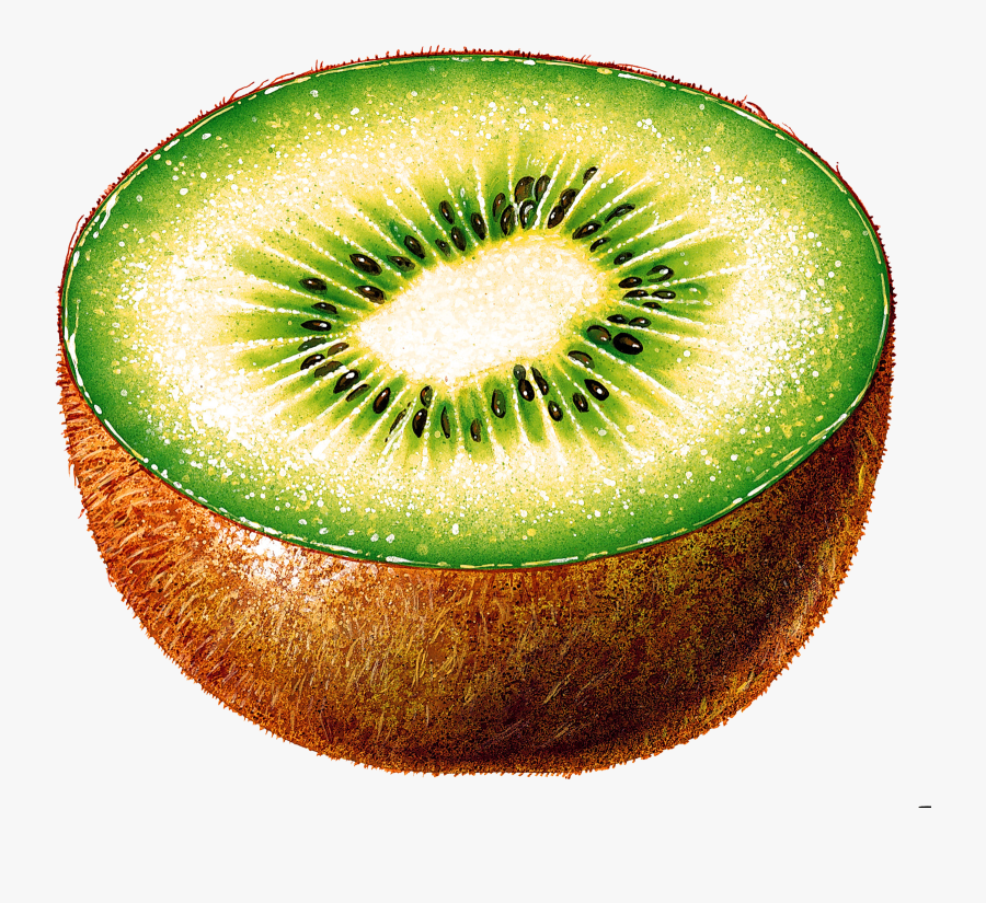 Kiwi Images Free Fruit Kiwi Pictures Download Clip - Kiwi Cut In Half, Transparent Clipart