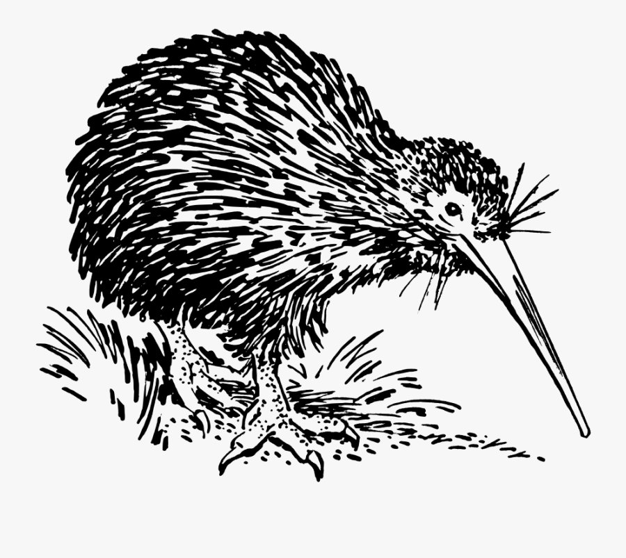 Kiwi - Black And White Kiwi Bird, Transparent Clipart