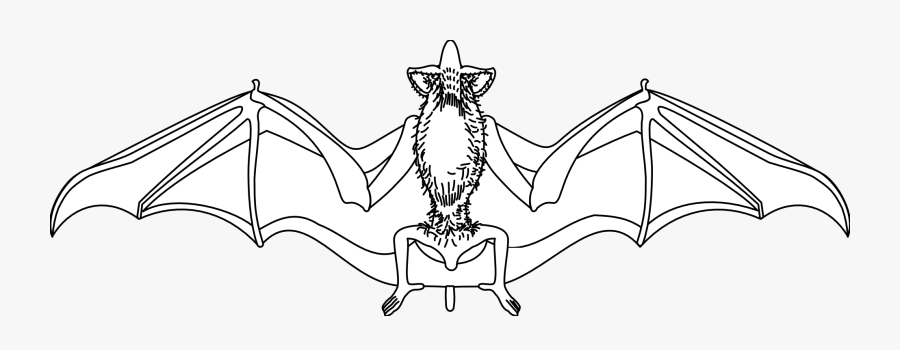 Transparent Bat Clip Art - Illustration, Transparent Clipart