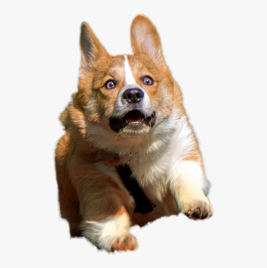 Clip Art Corgi Png - Corgi Transparent Png, Transparent Clipart