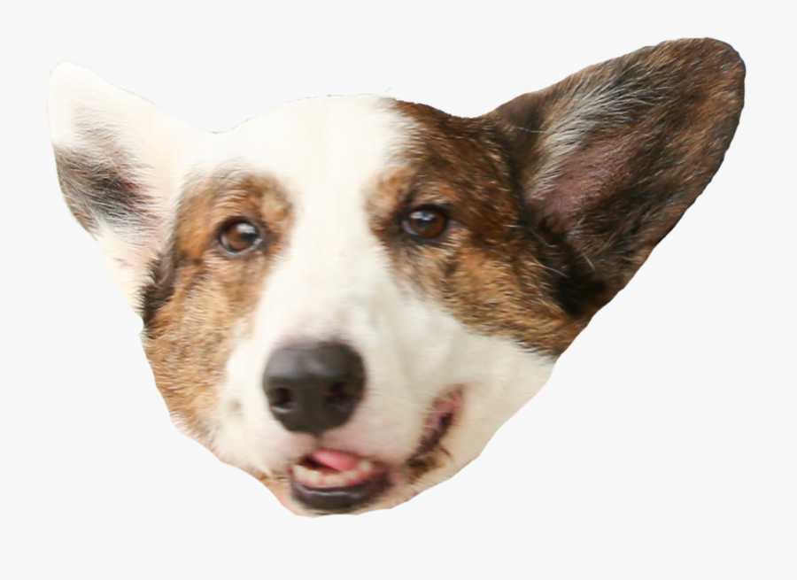Corgi Cardigan Welsh Corgi - Cardigan Welsh Corgi, Transparent Clipart