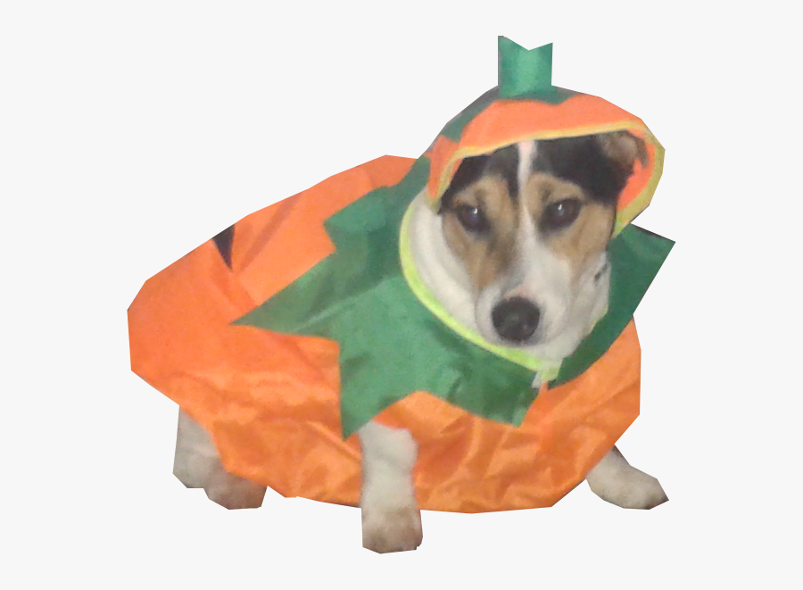 Corgi Pumpkin Clipart - Companion Dog, Transparent Clipart