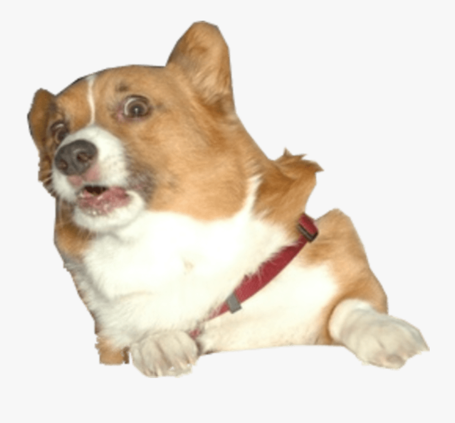 Surprised Dog Transparent Png - Corgi Dog Transparent, Transparent Clipart