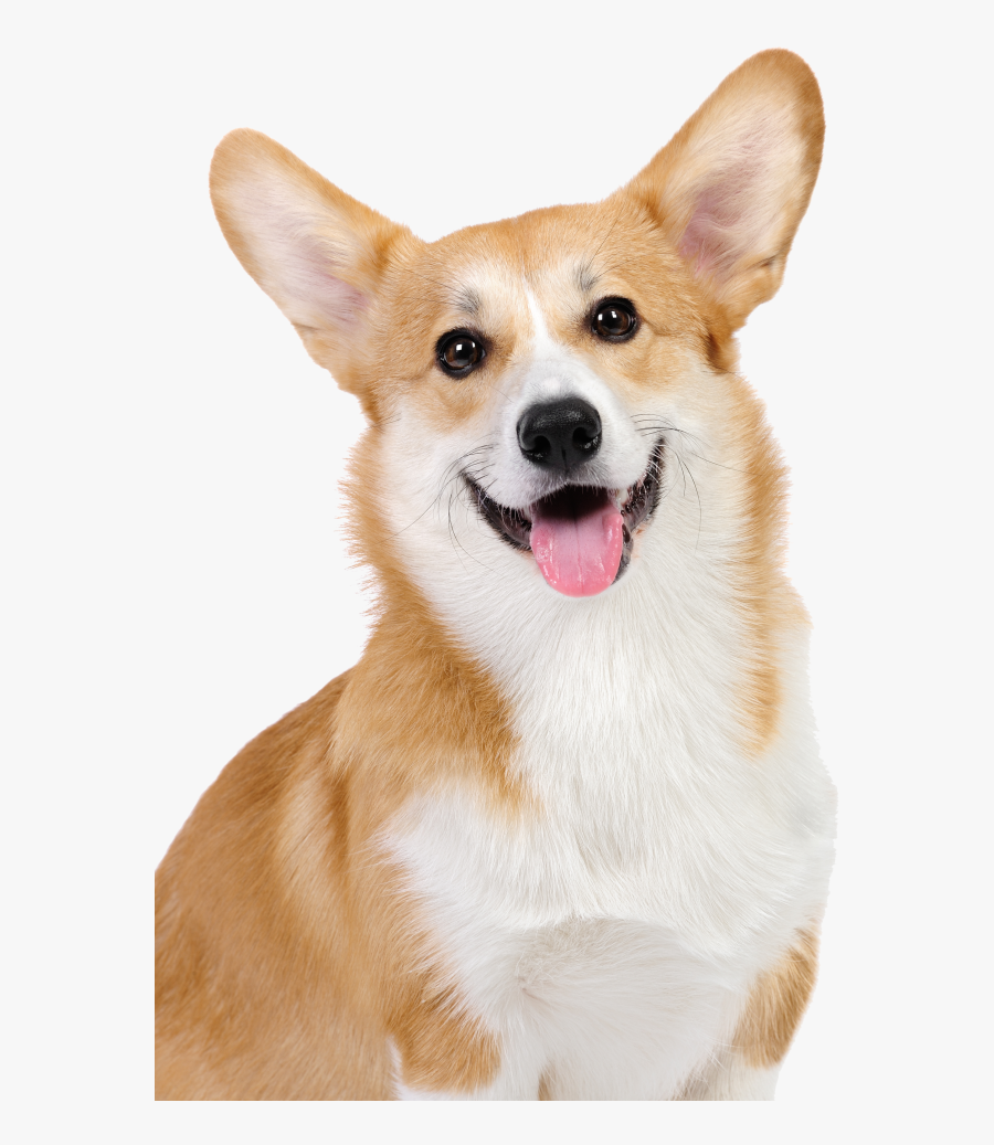 Corgi Dog Transparent Background, Transparent Clipart