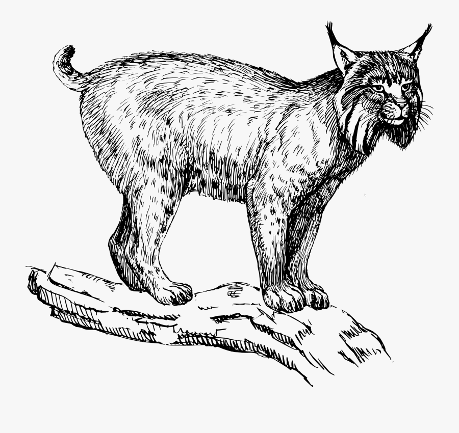 Eurasian Lynx Felidae Wildcat Bobcat Clip Art - Lynx Clipart Black And White, Transparent Clipart