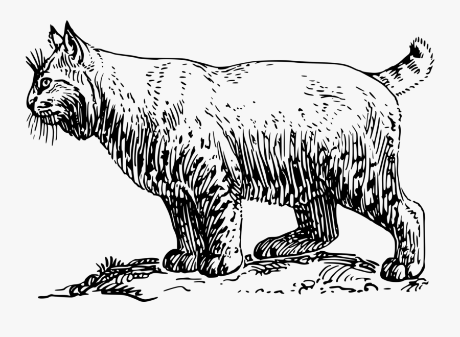 Bobcat - Bobcat Clipart Black And White, Transparent Clipart