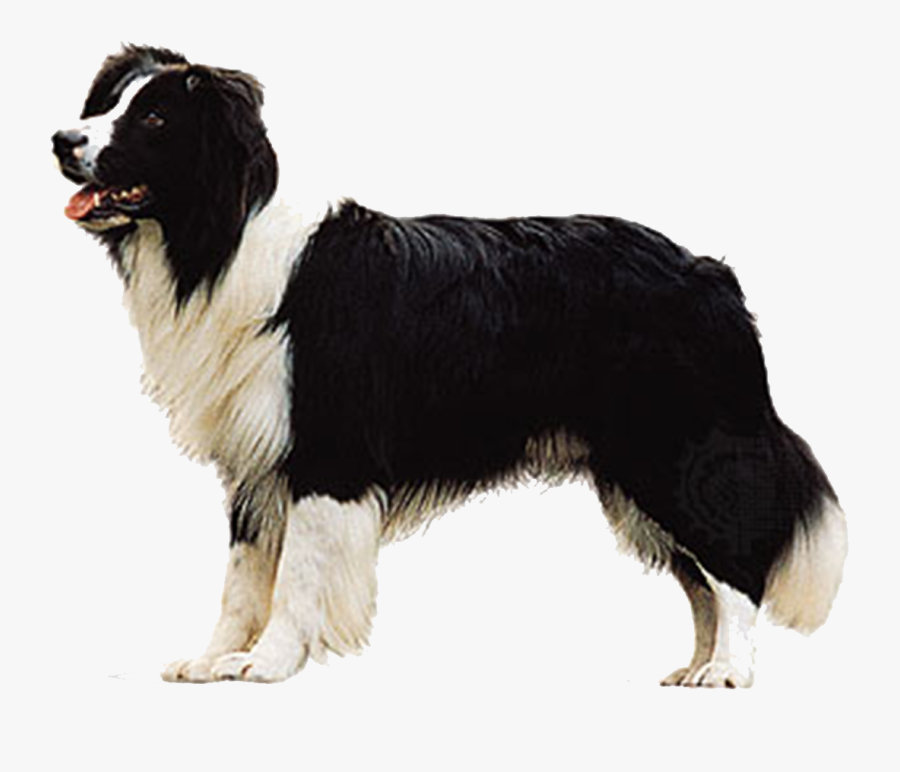 Border Collie Shetland Sheepdog Samoyed Dog Pembroke - Border Collie Transparent Background, Transparent Clipart