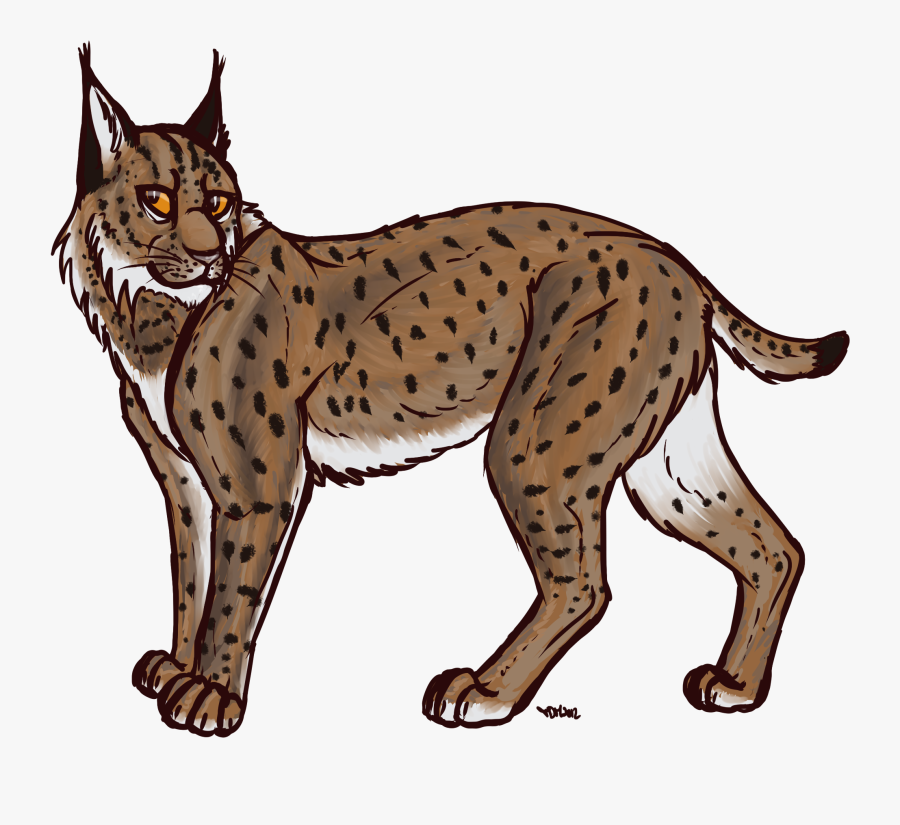 Eurasian Lynx Bobcat Canada Lynx Drawing Clip Art - Bobcat Clipart Transparent Background, Transparent Clipart