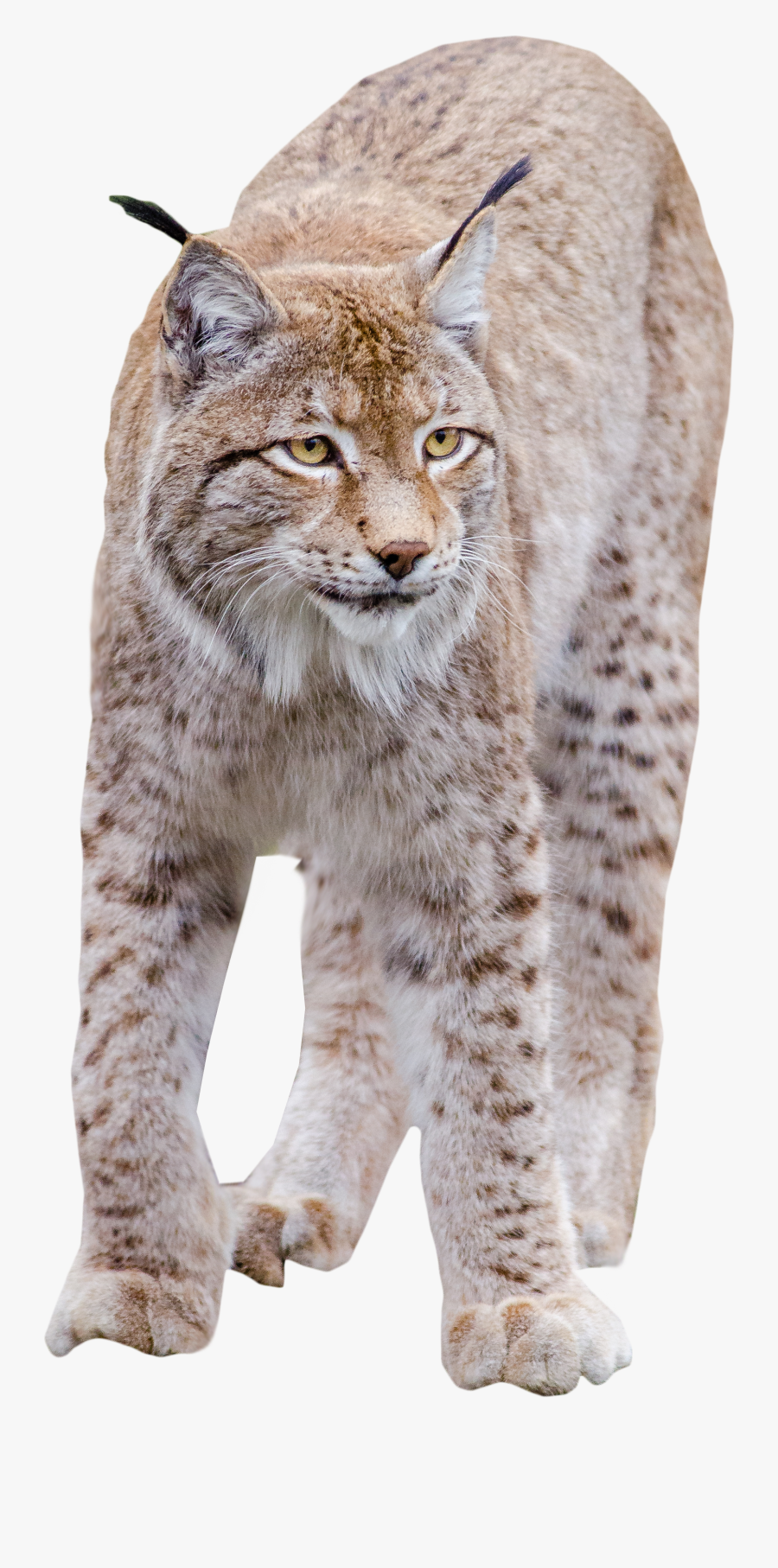 Transparent Lynx Clipart - Transparent Bobcat Png, Transparent Clipart