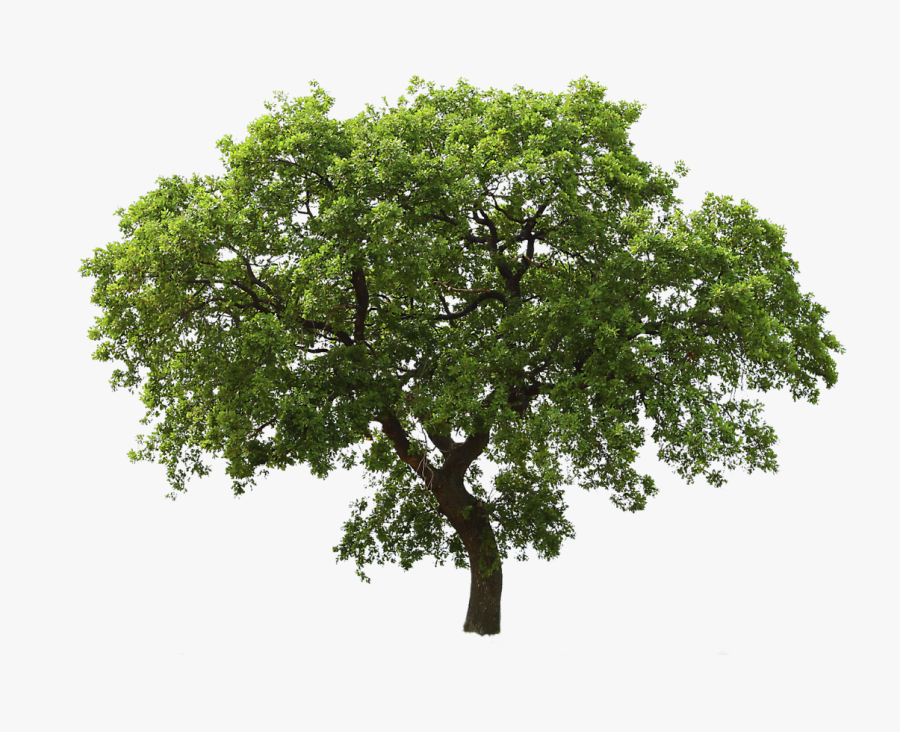 Transparent Oak Tree Clipart - Tree Png Transparent, Transparent Clipart