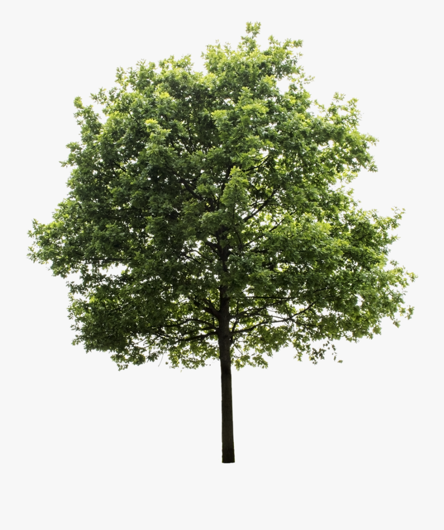 Clip Art Graphics Resources Recursos Gr - Transparent Background Tree Png, Transparent Clipart