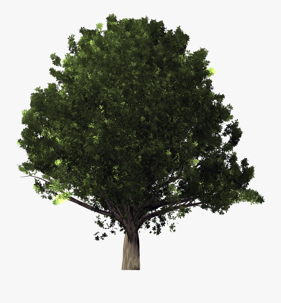 Live Oak Tree Clipart - White Oak Tree Transparent Background, Transparent Clipart