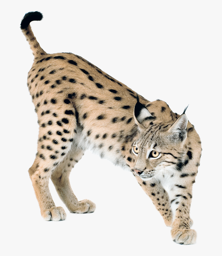 Transparent Free On Dumielauxepices - Lynx Png, Transparent Clipart