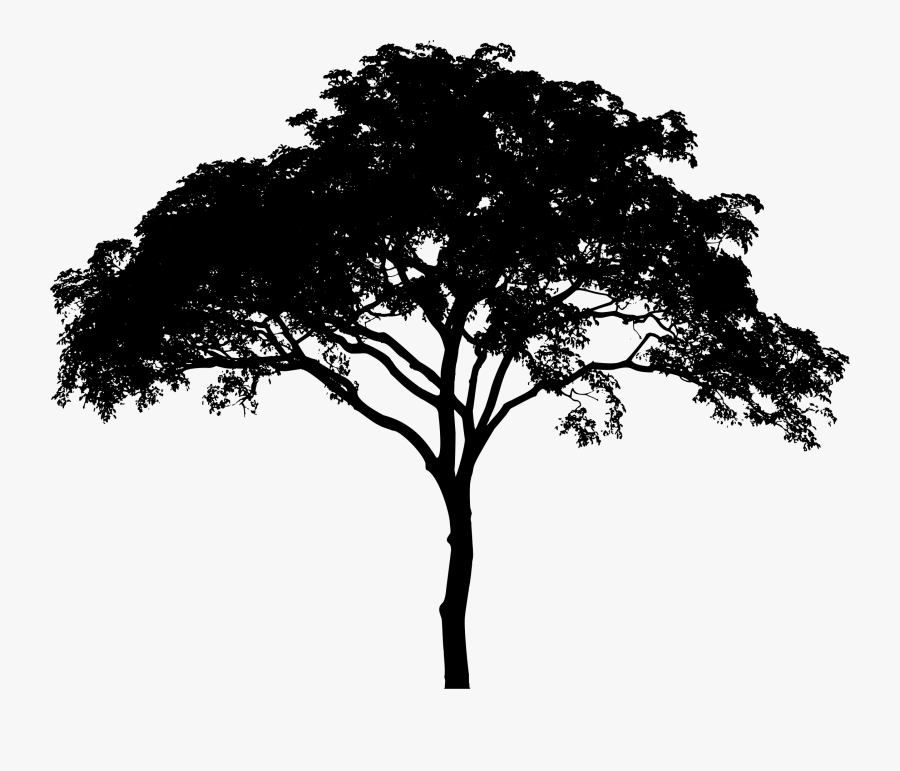 Tree Silhouette Royalty Free Cliparts Vectors And Stock - Transparent Background Tree Silhouette, Transparent Clipart