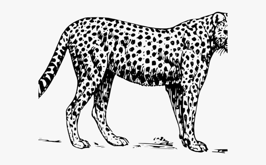 Cheetah Images Black And White, Transparent Clipart
