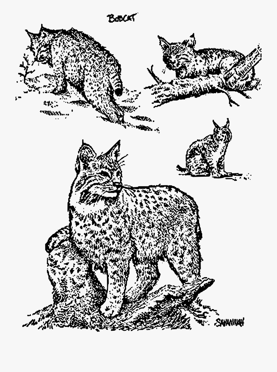 Whiskers Wildcat Bobcat Clip Art - Bobcat Line Art, Transparent Clipart