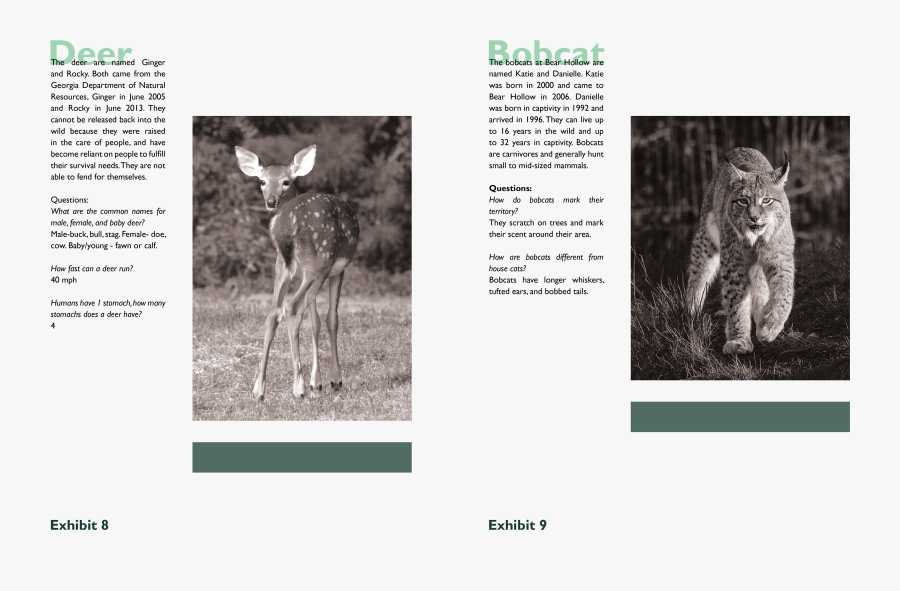Transparent Bobcats Clipart - Lycaon Pictus, Transparent Clipart