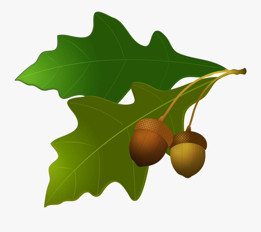 Oak Tree And Acorn Clipart - Portable Network Graphics, Transparent Clipart