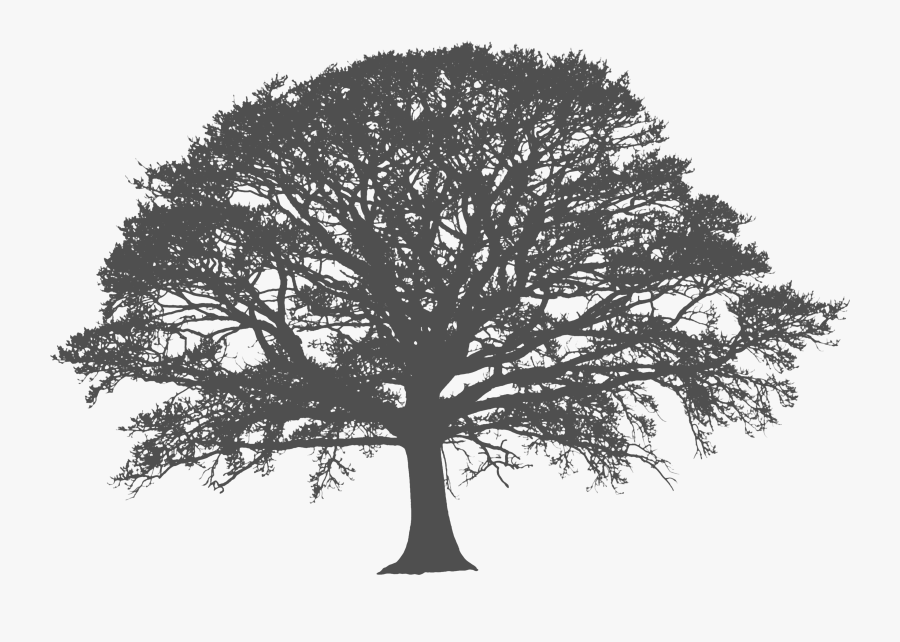 Clip Art Grey Oak Tree - White Tree Silhouette Png, Transparent Clipart