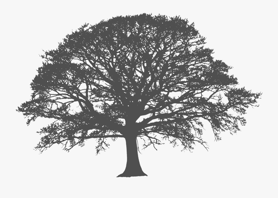 Clip Art Grey Oak Tree White Tree Silhouette Png Free