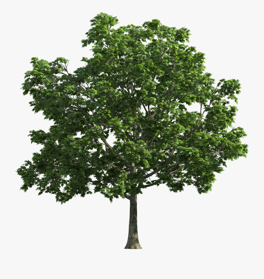 Tree Transparent Png Clip Art, Transparent Clipart