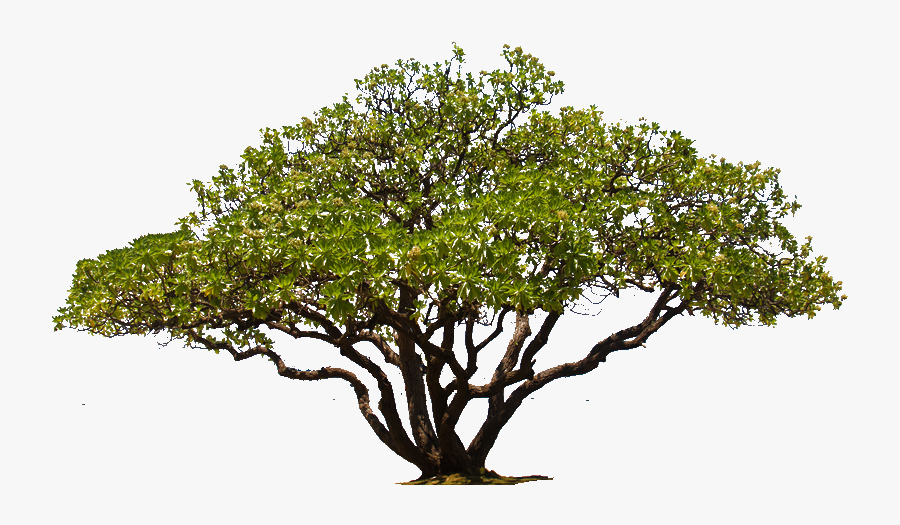 Transparent Background Oak Tree Photoshop Trees Png - Transparent Background Tree Png, Transparent Clipart