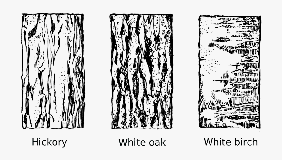 Banner Free Download - Tree Bark Line Drawing, Transparent Clipart