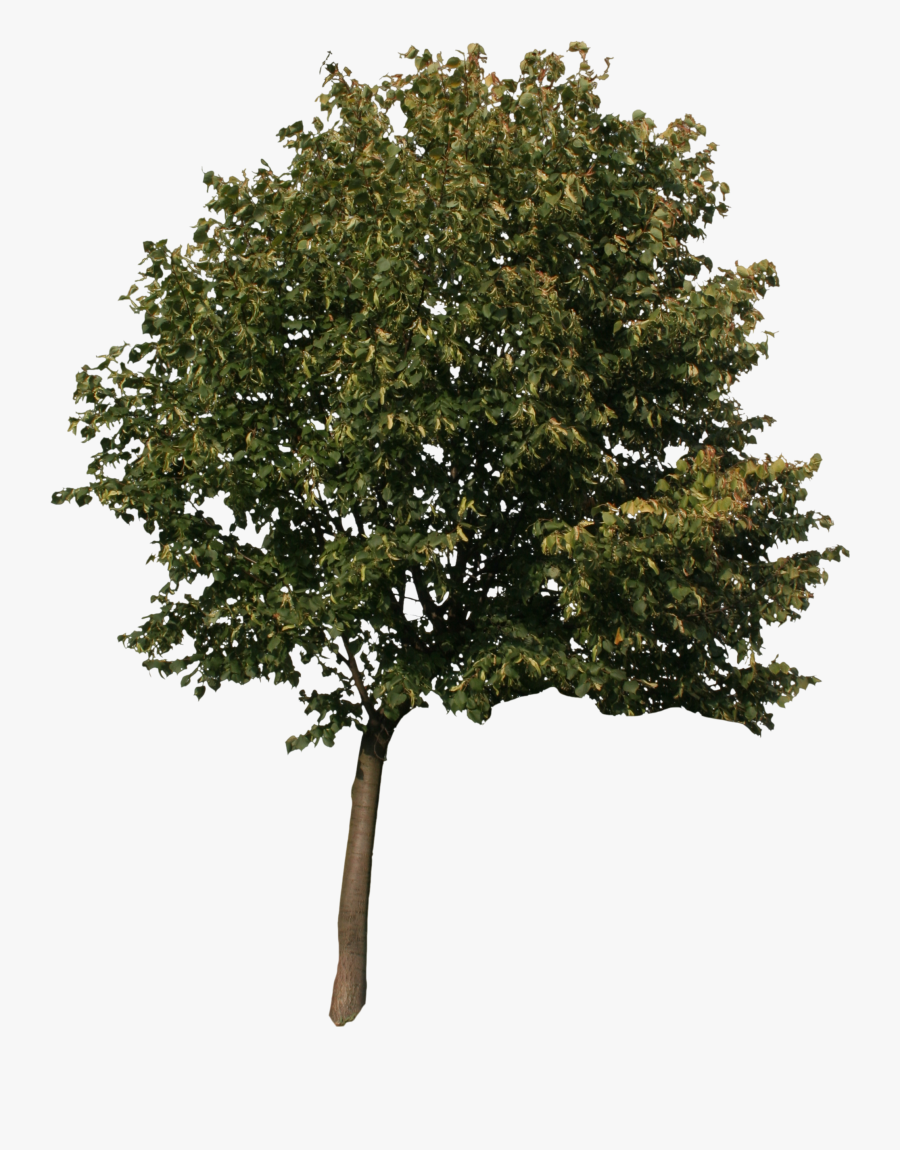 Oak Clipart Sycamore Tree - High Resolution Trees Png, Transparent Clipart