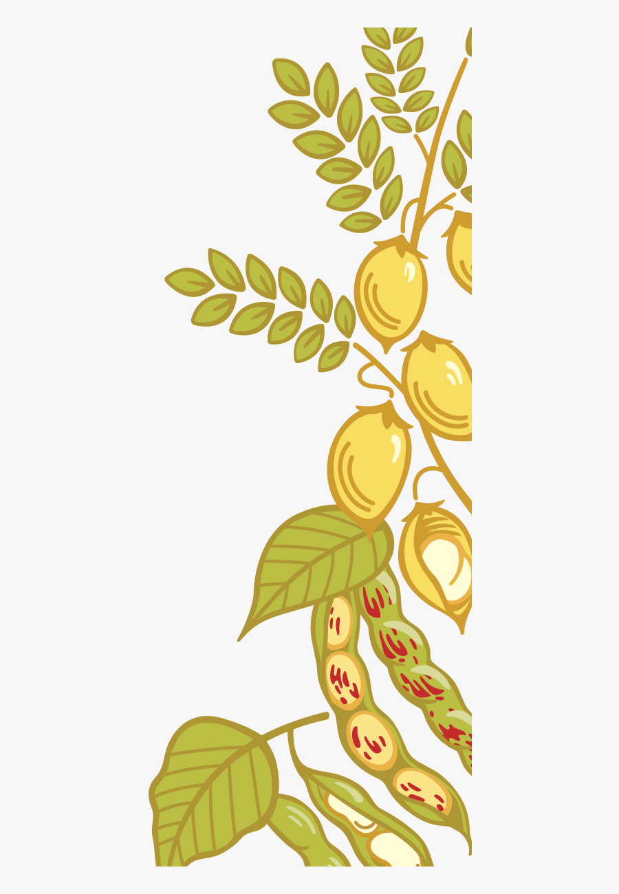 Canadian Rustic Bean, Transparent Clipart