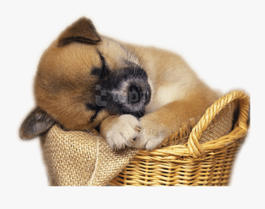 Puppy Clipart Png - Real Cute Animal Png, Transparent Clipart