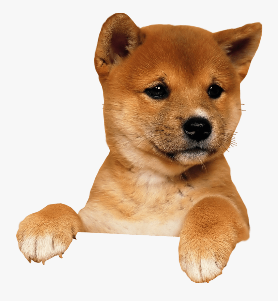 Clip Art Climbing Transparent Background - Puppy Transparent Png, Transparent Clipart