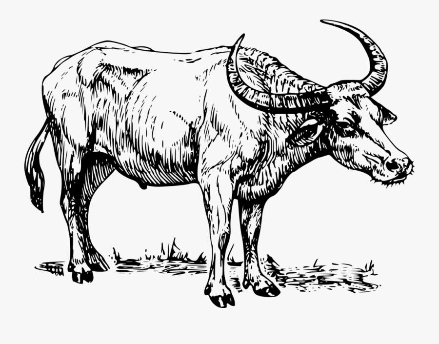 Water Buffalo, Buffalo, Cape Buffalo, Cow, Bull, Horns - Clip Art Black .....