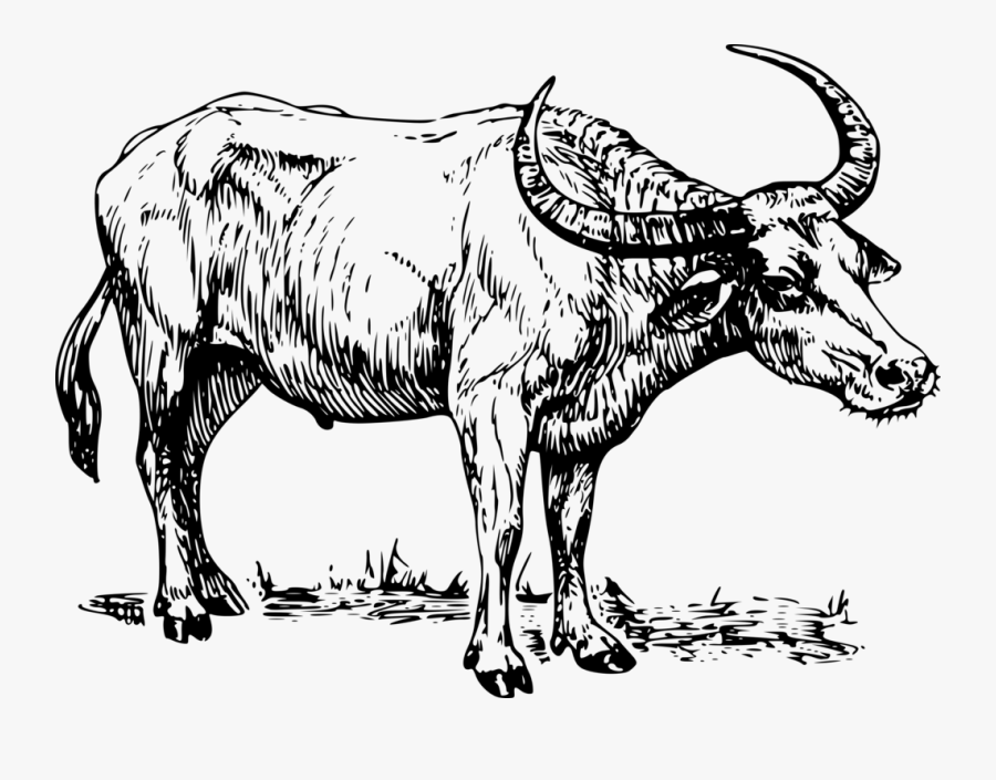 Water Buffalo, Buffalo, Cape Buffalo, Cow, Bull, Horns - Clip Art Black And White Carabao, Transparent Clipart