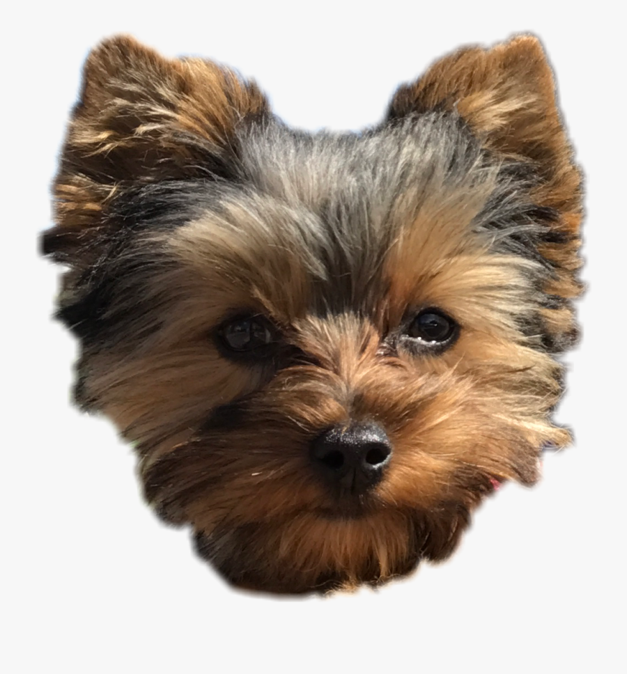 Pepper Cute Puppy Perro, Transparent Clipart
