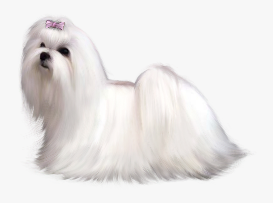 Dogs Clipart Newspaper - Maltese Png, Transparent Clipart