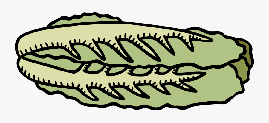 Salad Vector, Transparent Clipart