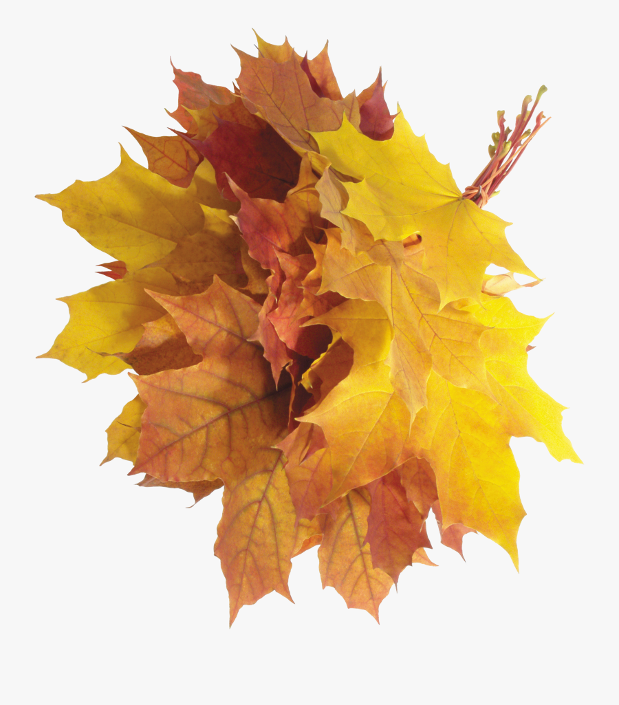 Autumn Leaves Clipart Chinar - Autumn Leaves Png Aesthetic, Transparent Clipart