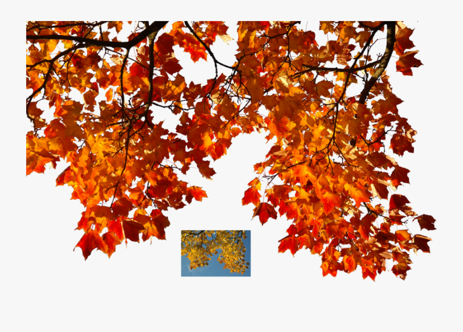 Transparent Background Autumn Leaves, Transparent Clipart