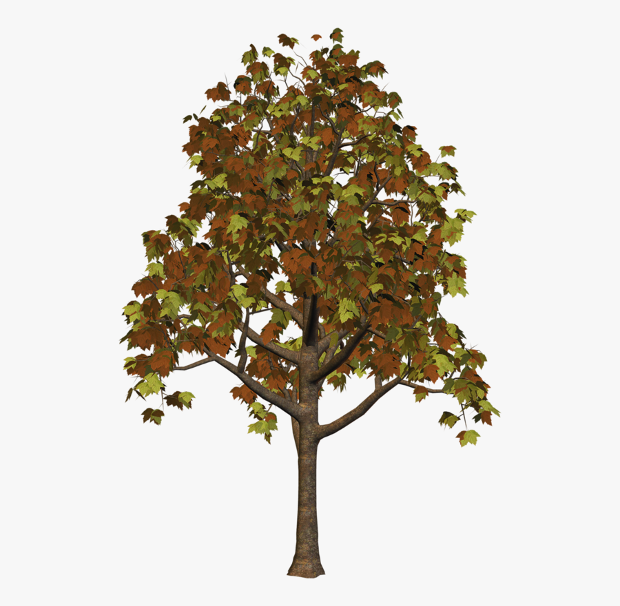 Fall Trees Png - Arvore Realista Png, Transparent Clipart