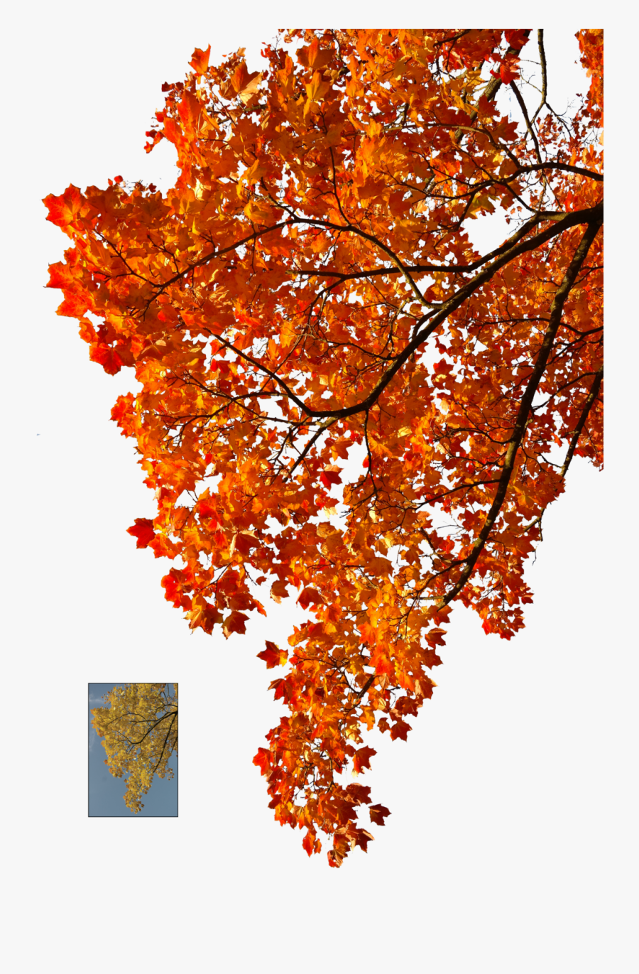 Transparent Autumn Leaves Background Clipart - Transparent Autumn Tree Png, Transparent Clipart