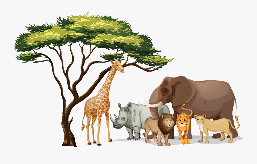 African Tree, Transparent Clipart