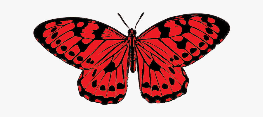 Red And Black Butterfly Clipart - Plain Tiger Butterfly Drawing, Transparent Clipart