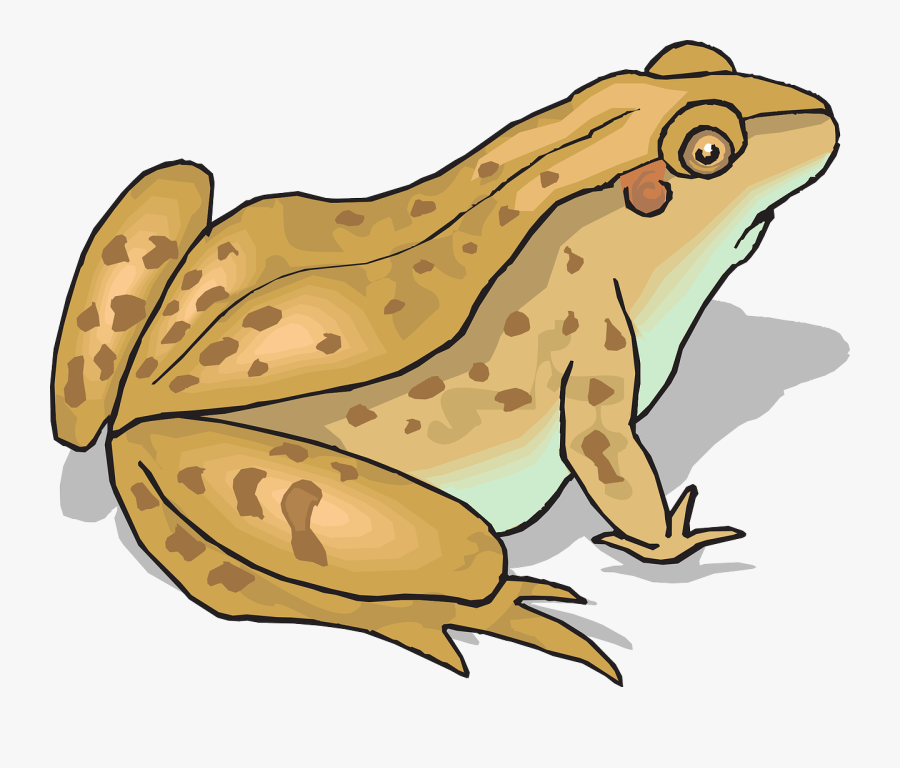 Rainforest Animals Clipart 3, - Toad Clip Art, Transparent Clipart